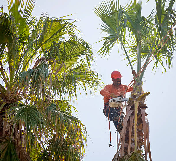 How Our Tree Care Process Works  in  Oakdale, CA